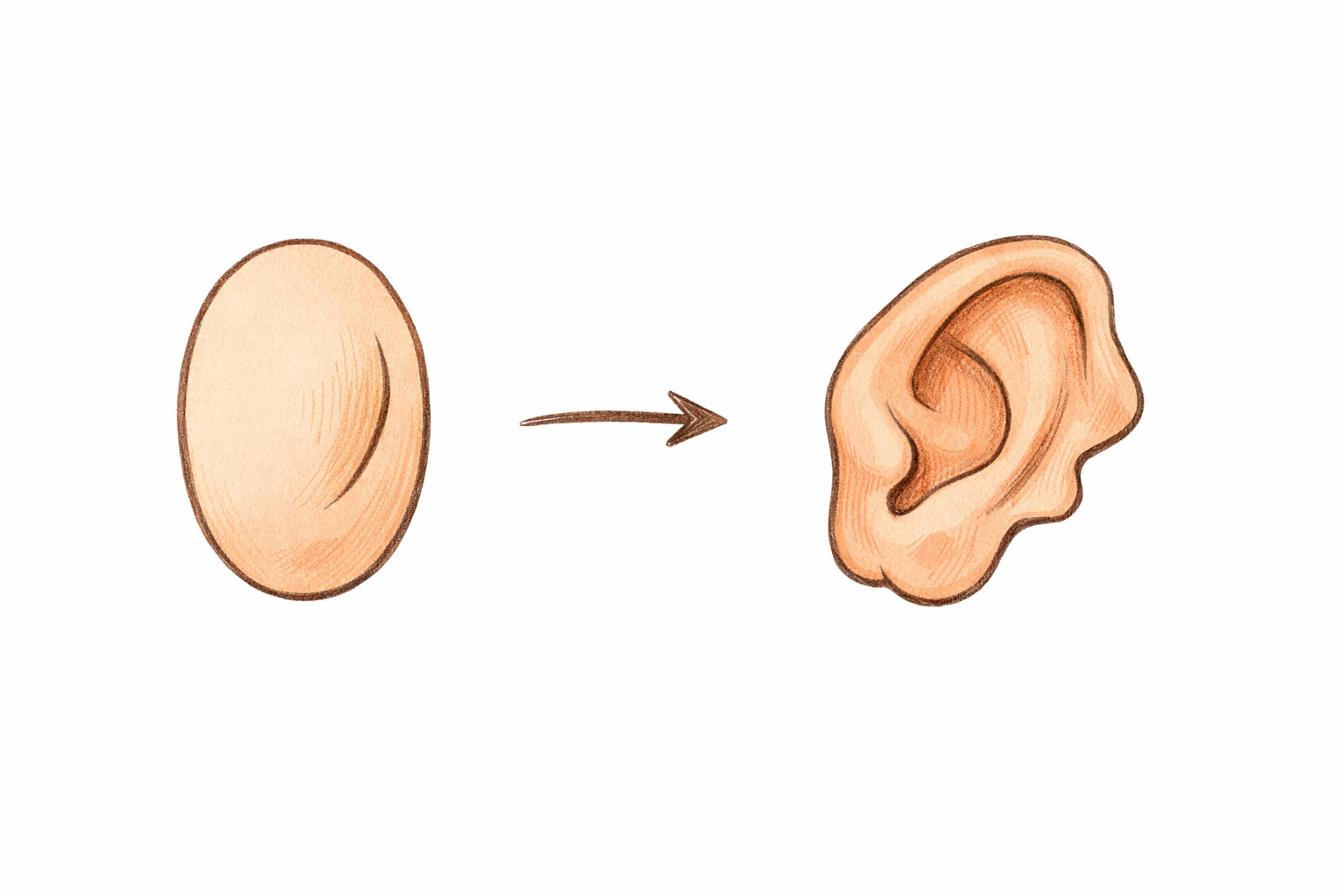 The ear is refined into a floppy shape with a gentle inner fold line.